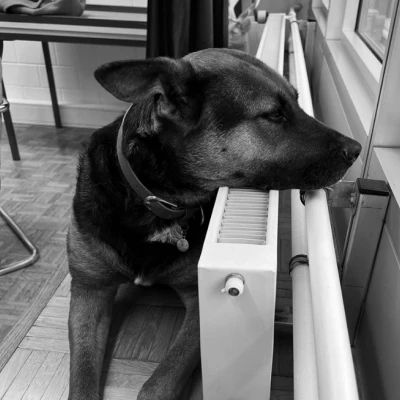 Office Hund: Samba