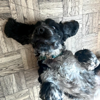 Office Hund: Leo