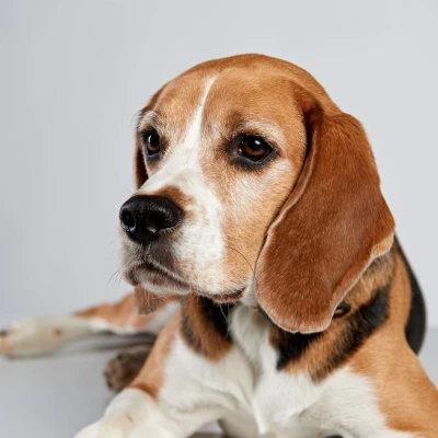 Office Hund: Nando
