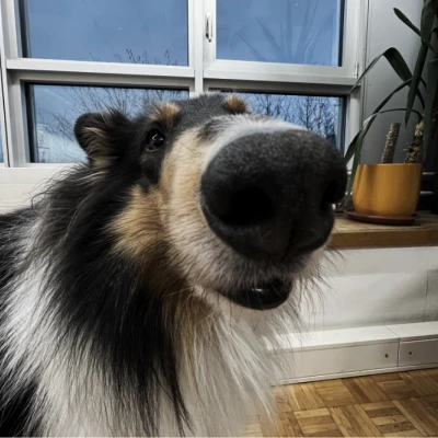 Office Hund