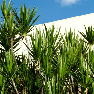 Palmen