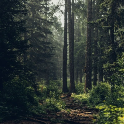 Wald und Natur
